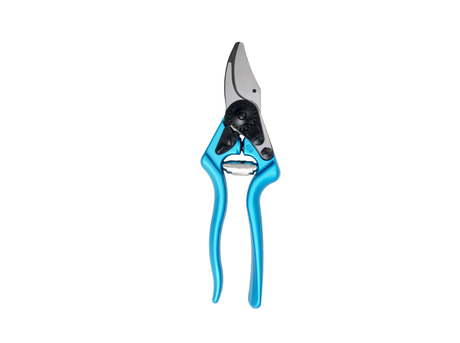 Caola